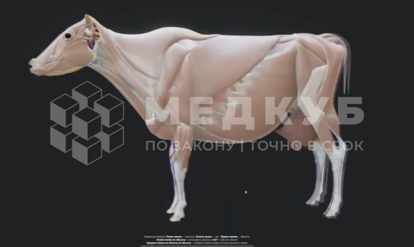 Интерактивный ветеринарный 3D атлас (учебное пособие) medcub