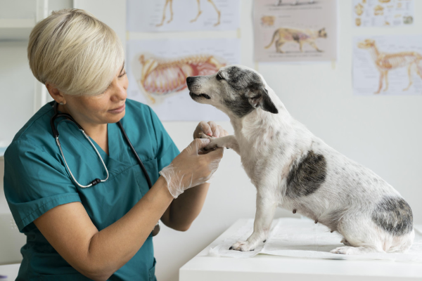 Физиотерапия и реабилитация домашних животных в современной ветеринарии medcub Физиотерапия и реабилитация домашних животных в современной ветеринарии medcub